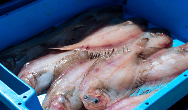 Andamento dei prezzi del primo sbarco del pesce in Europa nel 2025