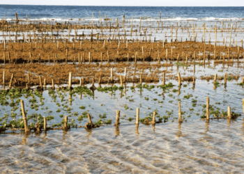 Il potenziale delle alghe nella filiera ittica europea