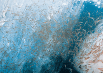 Krill Science Hub, un archivio globale per la scienza sull’ecosistema antartico