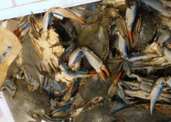 L’emergenza generata dalla proliferazione del granchio blu