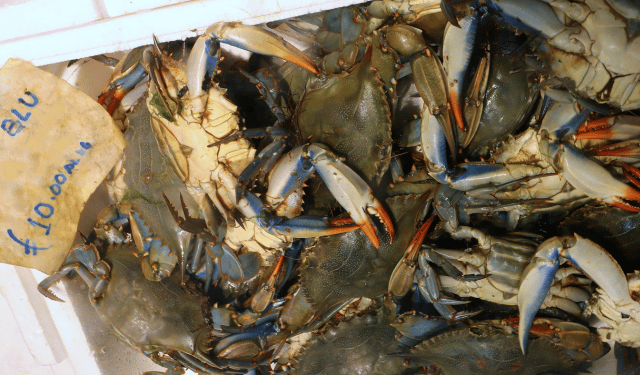 L’emergenza generata dalla proliferazione del granchio blu
