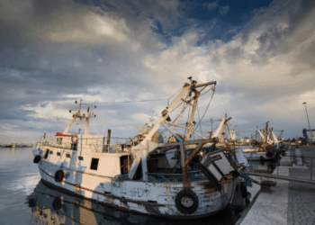 Potenziare la filiera ittica bandi FEAMPA