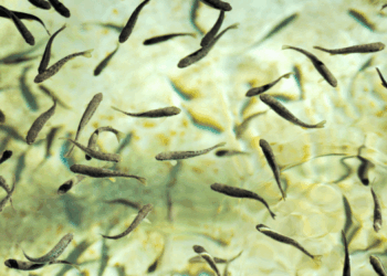 Zooplancton per l’alimentazione larvale in acquacoltura