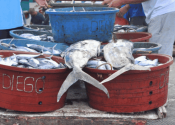 criticità dell’obbligo di sbarco