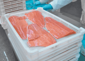 esportazioni russe di filetti di pesce