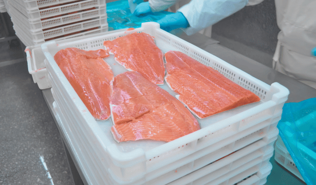 esportazioni russe di filetti di pesce