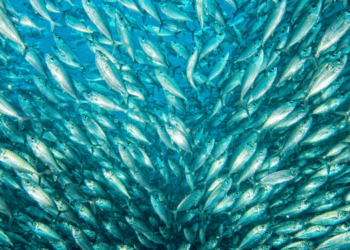 impatto del cambiamento climatico sulla pesca nel Mediterraneo