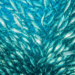 impatto del cambiamento climatico sulla pesca nel Mediterraneo