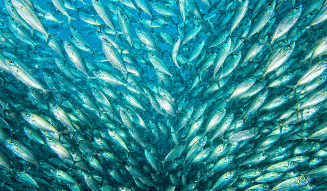 impatto del cambiamento climatico sulla pesca nel Mediterraneo