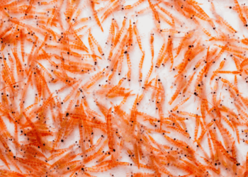 inclusione del krill nei mangimi per acquacoltura