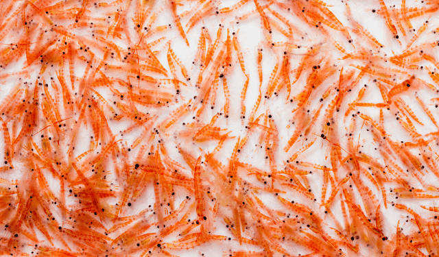 inclusione del krill nei mangimi per acquacoltura