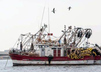 mercato globale degli ingredienti marini