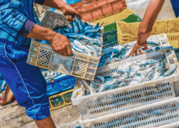 pesca non sostenibile