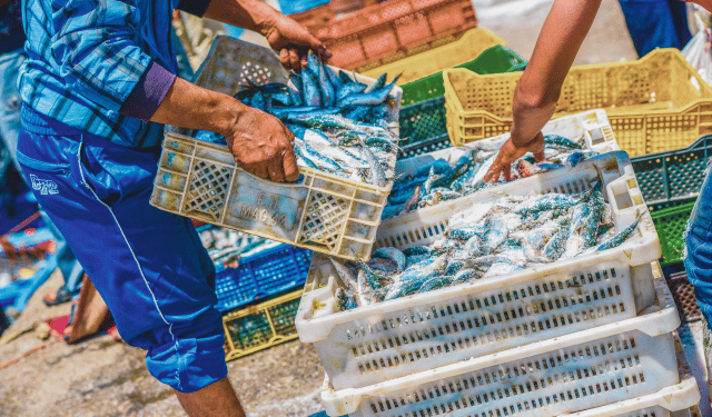 pesca non sostenibile