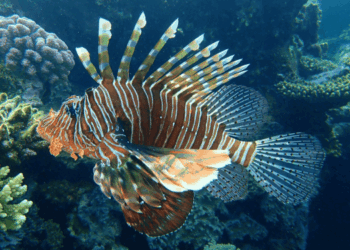 tropicalizzazione del Mar Mediterraneo