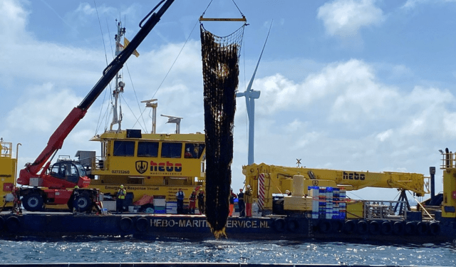 Alghe tra le turbine: la sfida vinta nel Mare del Nord
