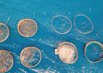 Entro il 2034 la domanda globale di pesce crescerà del 13%