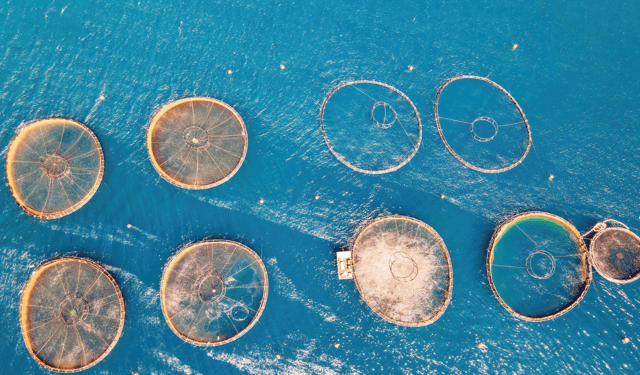 Entro il 2034 la domanda globale di pesce crescerà del 13%