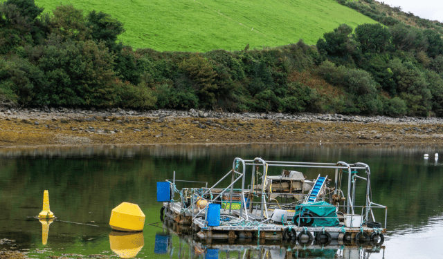 acquacoltura in Irlanda