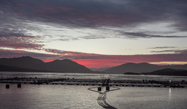 acquacoltura sostenibile