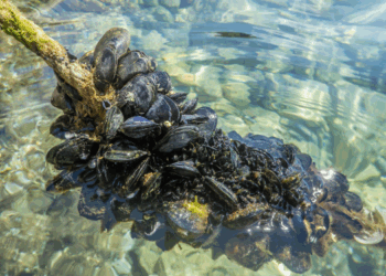 Crioconservazione dei mitili: una svolta scientifica che parla al futuro dell’acquacoltura
