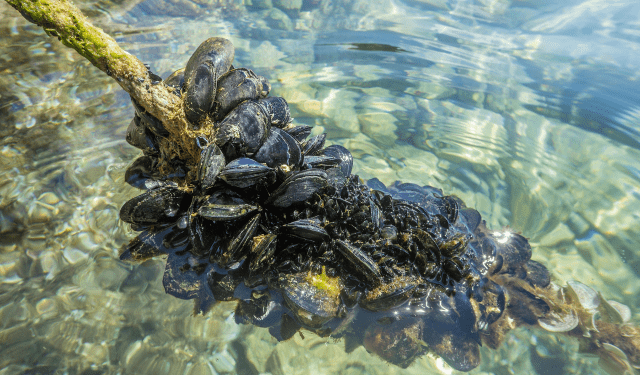 Crioconservazione dei mitili: una svolta scientifica che parla al futuro dell’acquacoltura