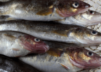 merluzzo russo sul mercato cinese