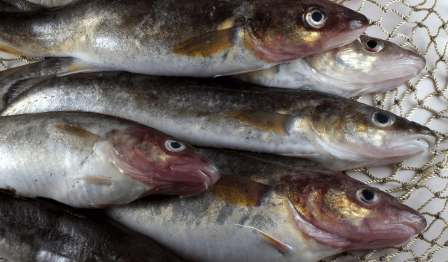 merluzzo russo sul mercato cinese