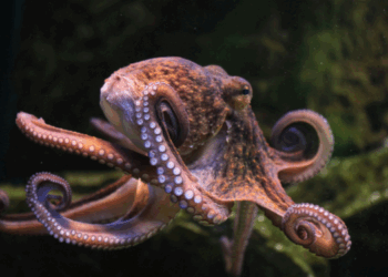 Calo degli stock di polpo in Spagna