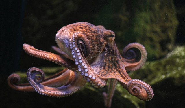 Calo degli stock di polpo in Spagna