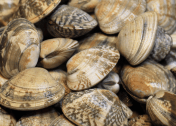 Italian Discovery Boosts Manila Clam Heatwave Resilience
