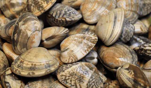 Italian Discovery Boosts Manila Clam Heatwave Resilience