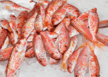 Mediterranean Red Mullet a humble fish that tells the story of the sea
