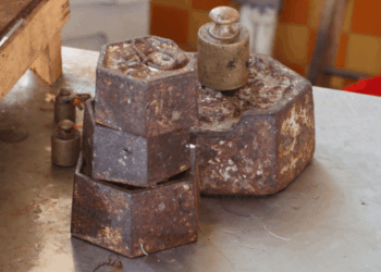 Sicily Fishing Ban Risks Shrimp Stock and Competitiveness