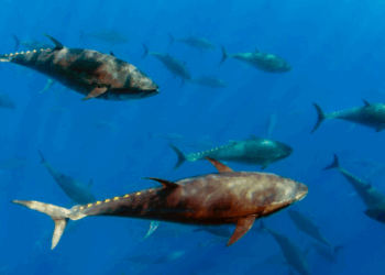 allevamento del tonno rosso