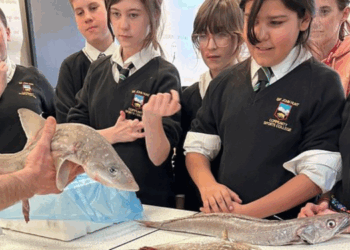 bastoncini di pesce sostenibili