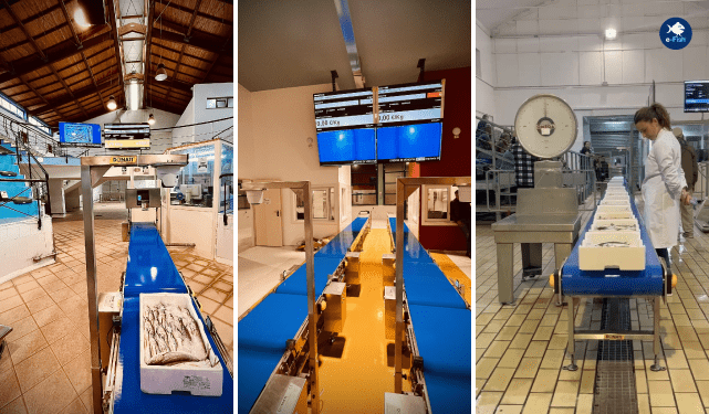 e-Fish- the Digital Heart of Fish Markets at Origin