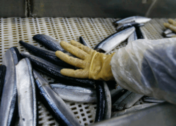 fluttuazioni dei prezzi dell’energia nel settore ittico