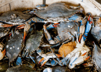 fondi emergenza granchio blu