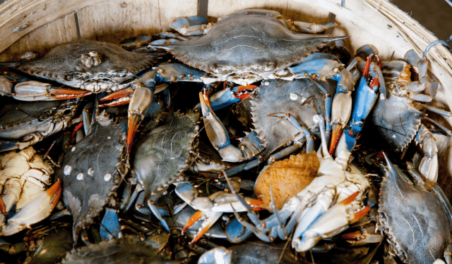 fondi emergenza granchio blu