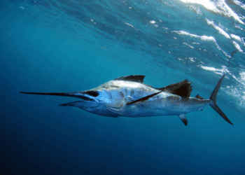 i pesci più veloci dell’oceano