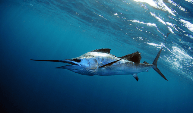 i pesci più veloci dell’oceano