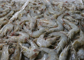 importazioni di gambero in Spagna