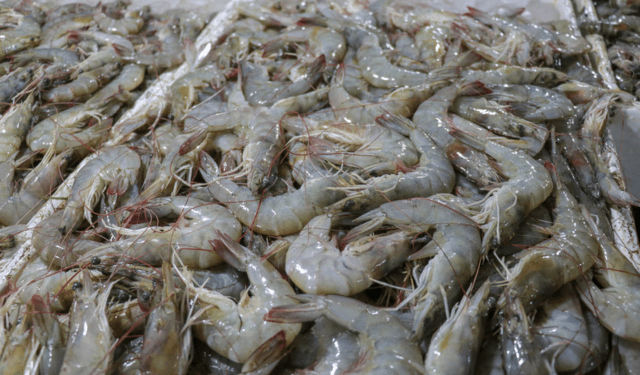 importazioni di gambero in Spagna