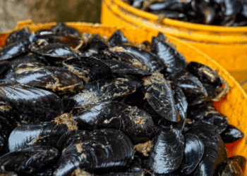 industria cilena delle cozze