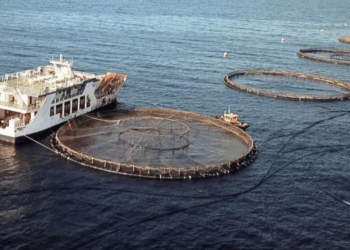 mercato ittico dell'Arabia Saudita