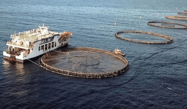 mercato ittico dell'Arabia Saudita