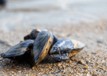 pappafish e tutela del mosciolo selvatico