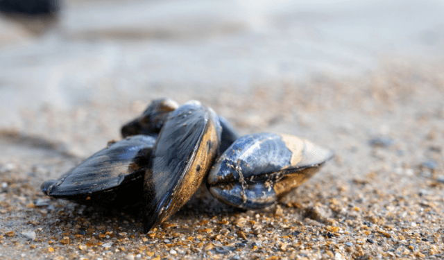 pappafish e tutela del mosciolo selvatico