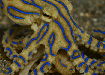 polpi dalle linee blu